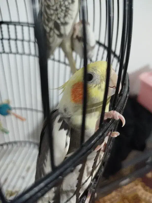 عروس هلندی جفت|پرنده|قم, زند آباد|دیوار