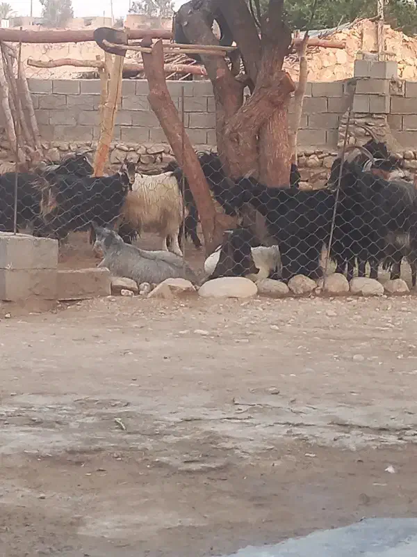 بره غوچی چینی درجه یک|حیوانات مزرعه|دهدشت, |دیوار