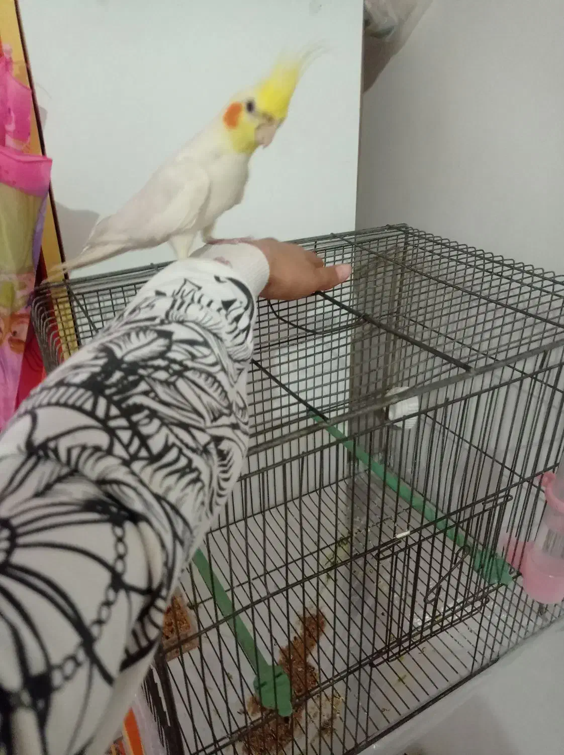 عروس هلندی سخنگو|پرنده|چهاربرج, |دیوار