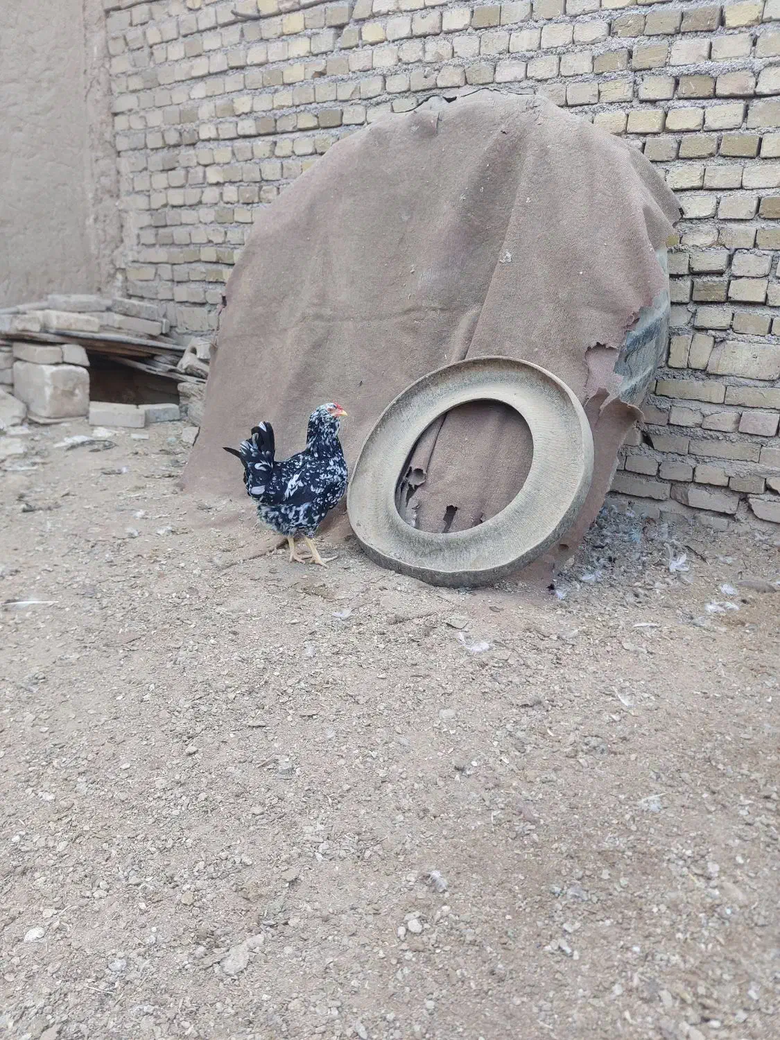 مرغ وبلدرچین و اردک محلی|حیوانات مزرعه|الوند, |دیوار