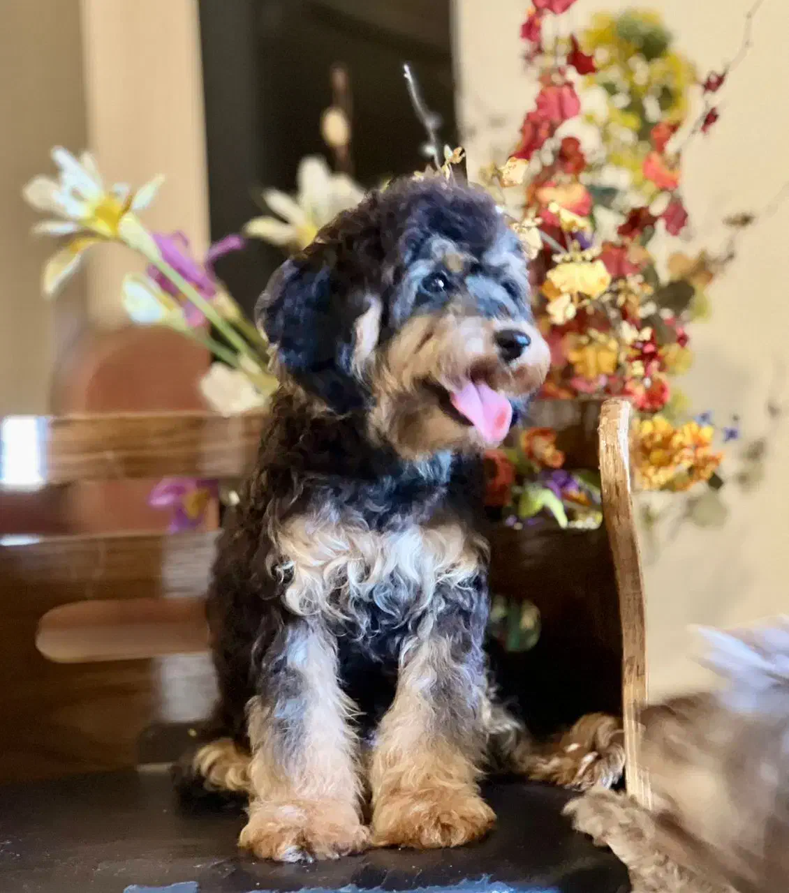 سگ پا کوتاه|سگ|تهران, شهرک چیتگر|دیوار