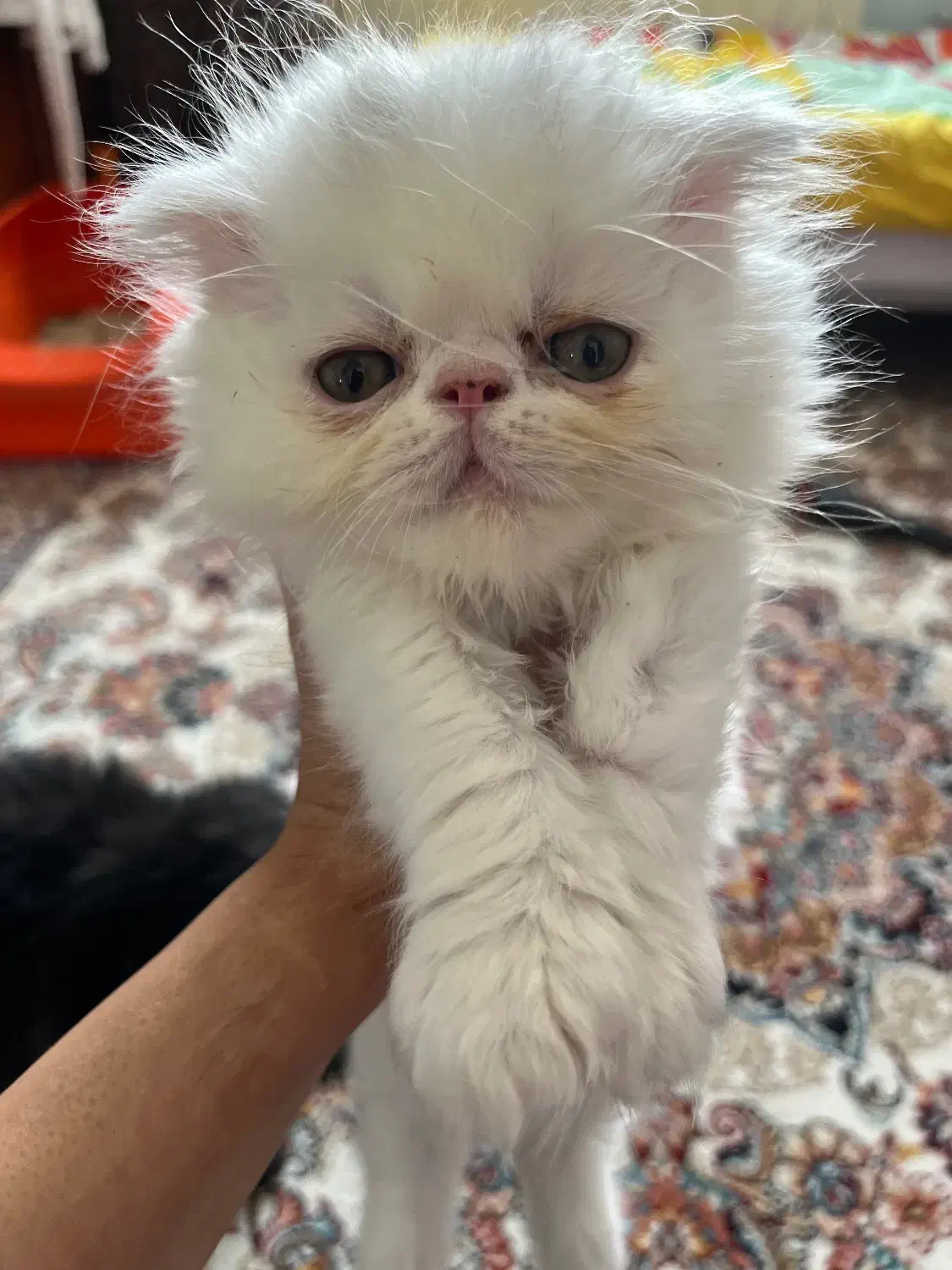 اسکاتیش پرشین ۲ ماهه|گربه|تبریز, |دیوار