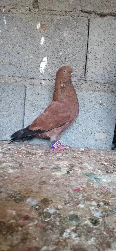 کبوتر کله ایی|پرنده|بندر گناوه, |دیوار