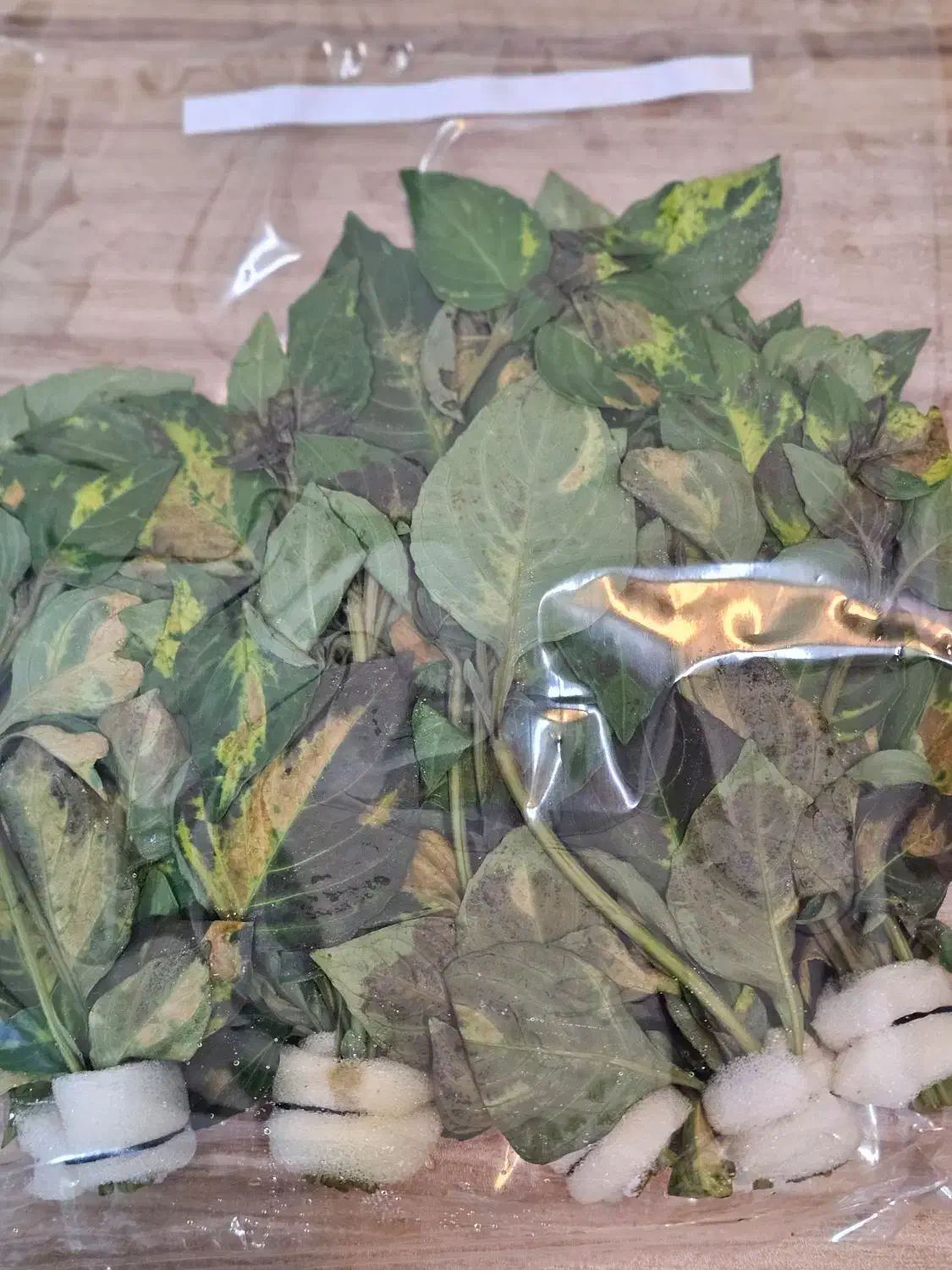 گیاه زینتی آکواریم|ماهی|بابل, |دیوار