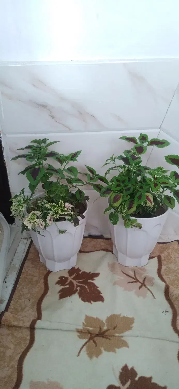 گل طبیعی|گل و گیاه طبیعی|سنندج, |دیوار