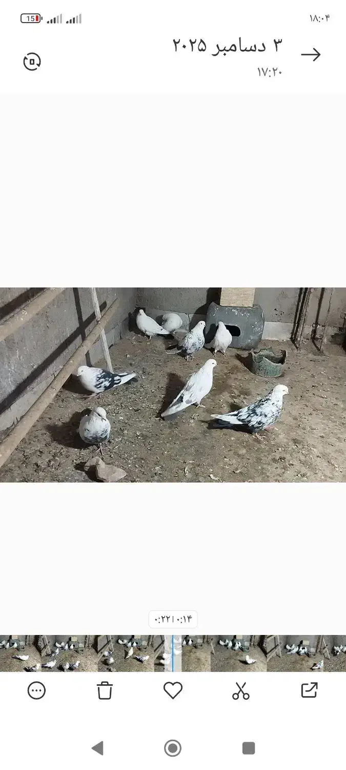 دم سیاه|پرنده|میانه, |دیوار