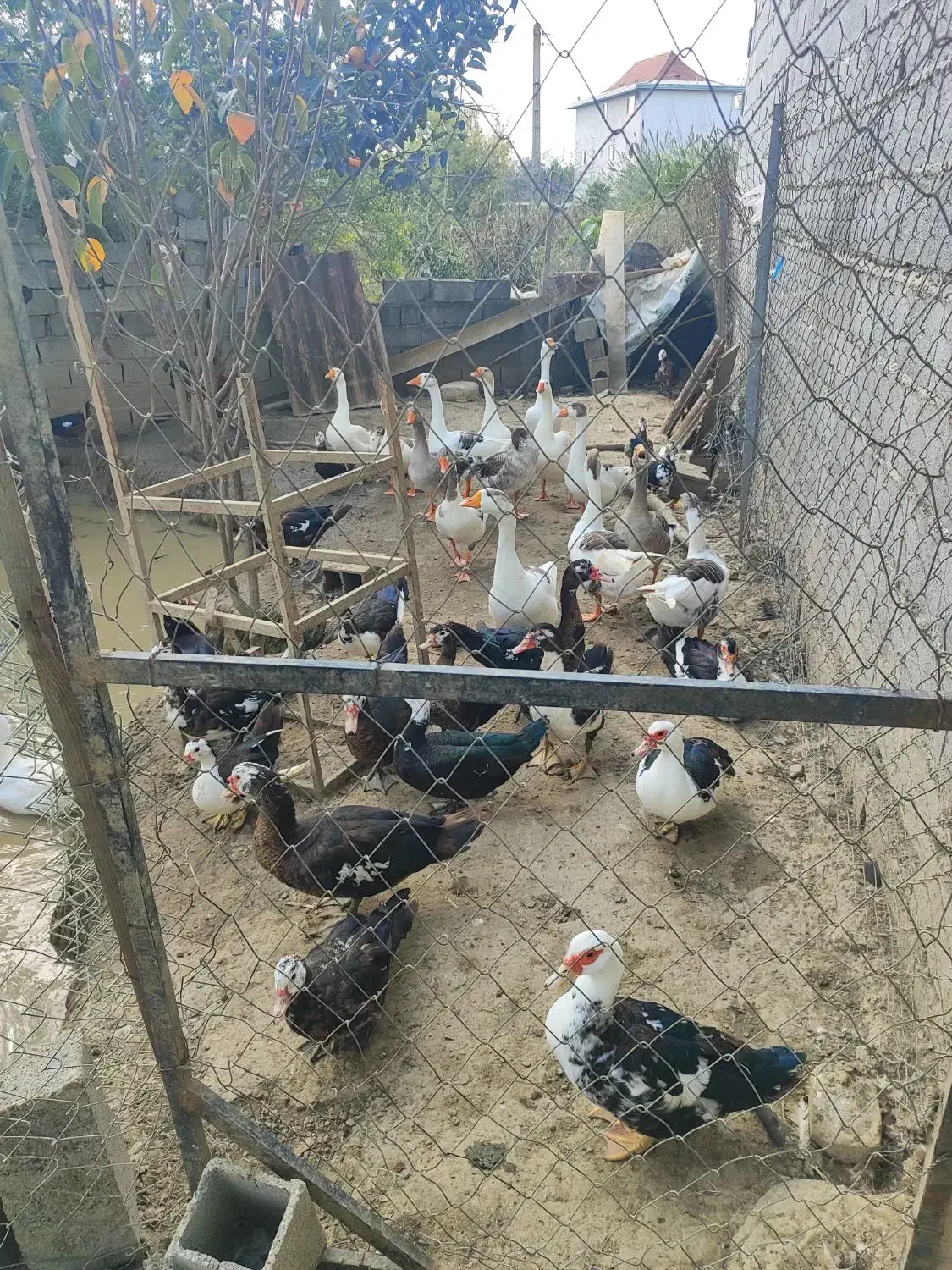 معاوضیه غاز اردک اسراعیلی با گوسفند|حیوانات مزرعه|بابل, |دیوار