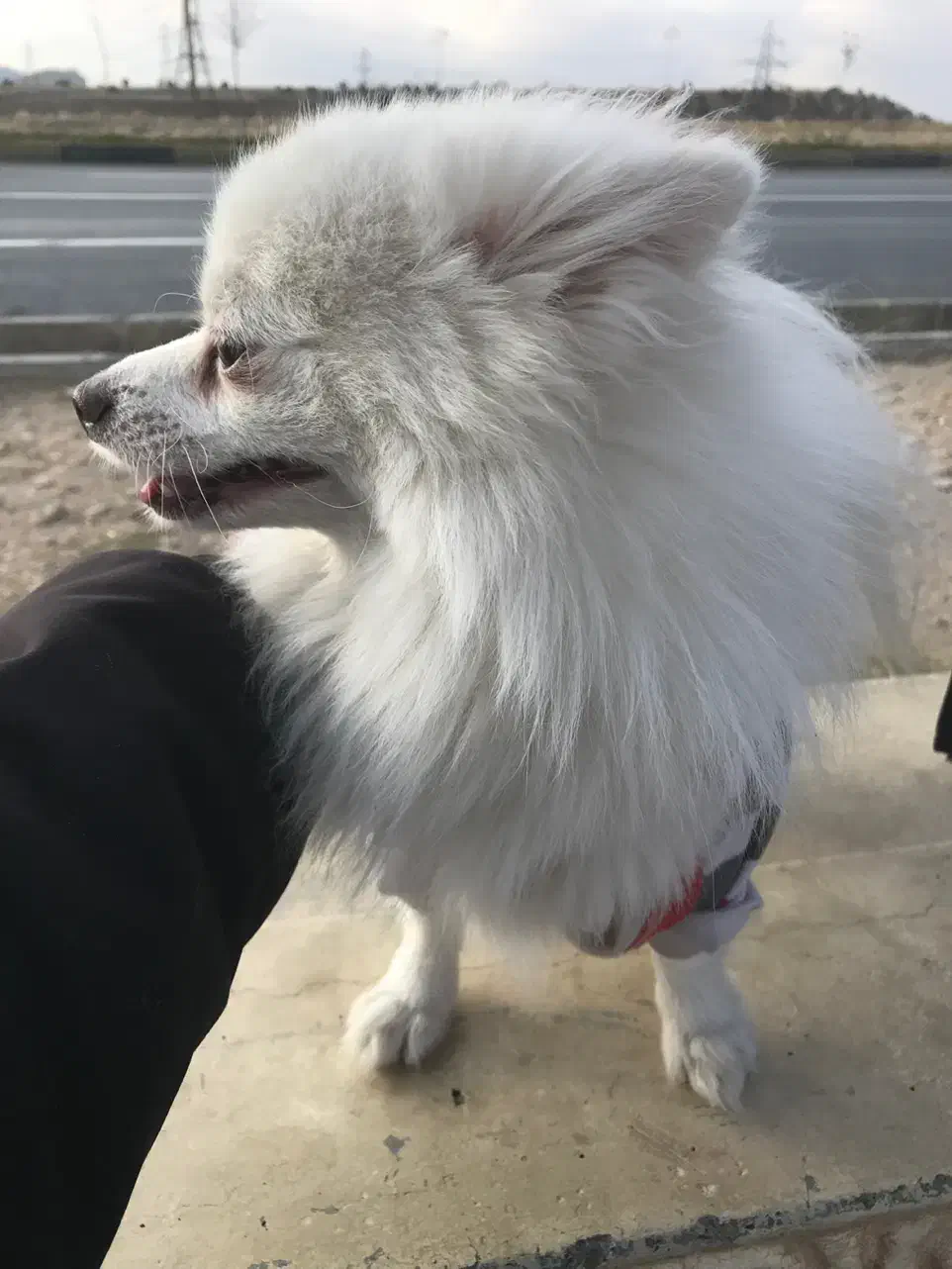 توله پامر روباهی|سگ|ایلام, |دیوار