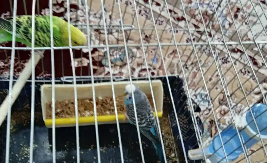 دو عدد مرغ عشق|پرنده|سنندج, |دیوار