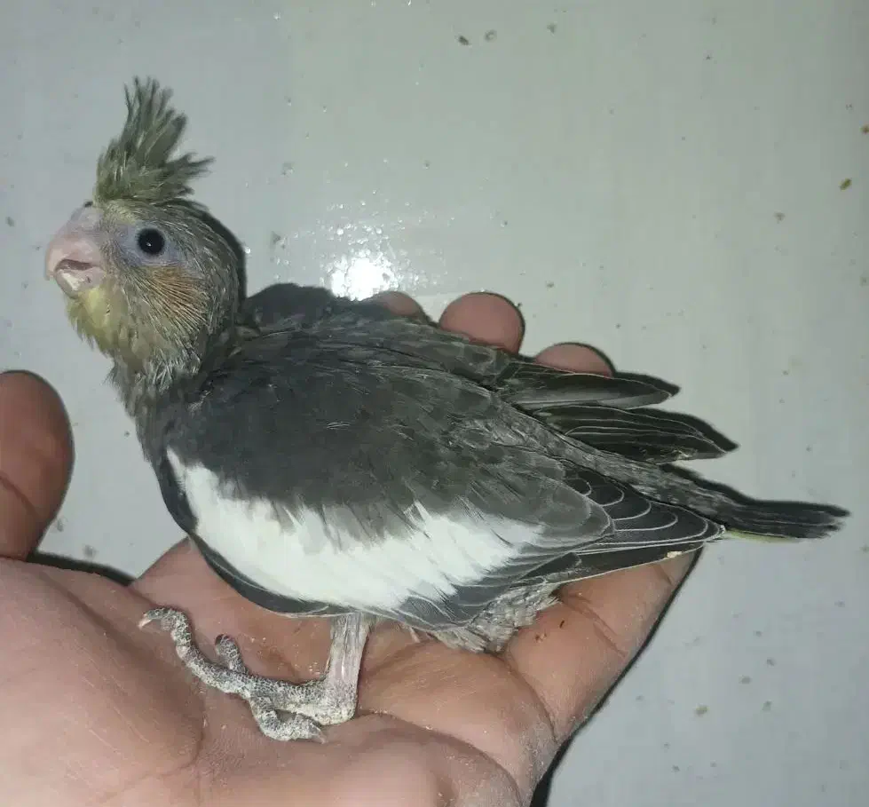 جوجه عروس هلندی|پرنده|مرودشت, مجد آباد|دیوار