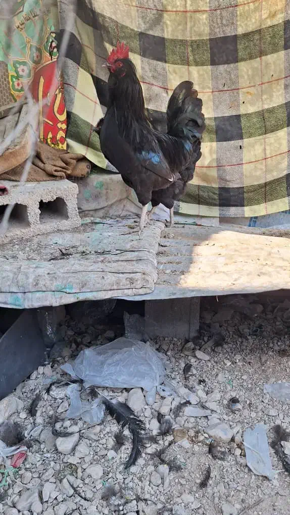 مرغ و خروس محلی|حیوانات مزرعه|خورموج, |دیوار
