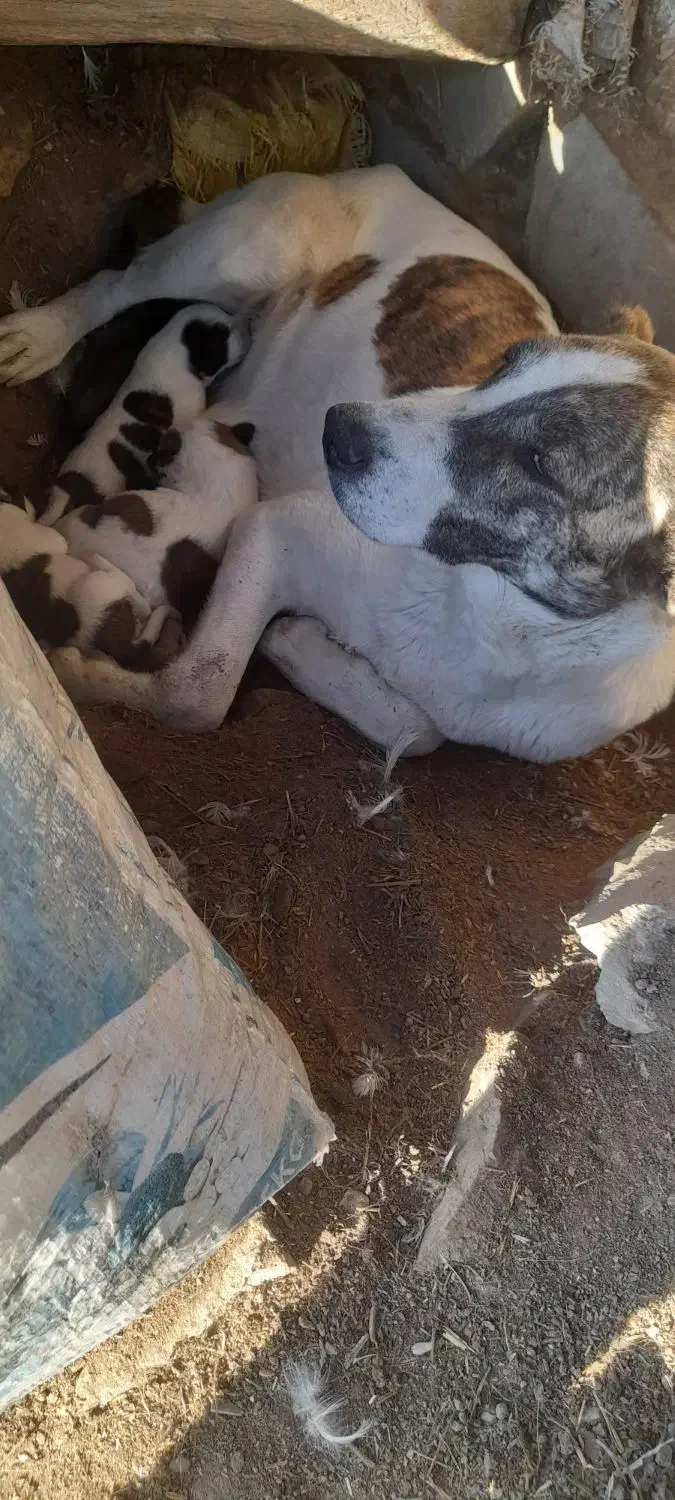 حیوانات|سگ|قزوین, |دیوار