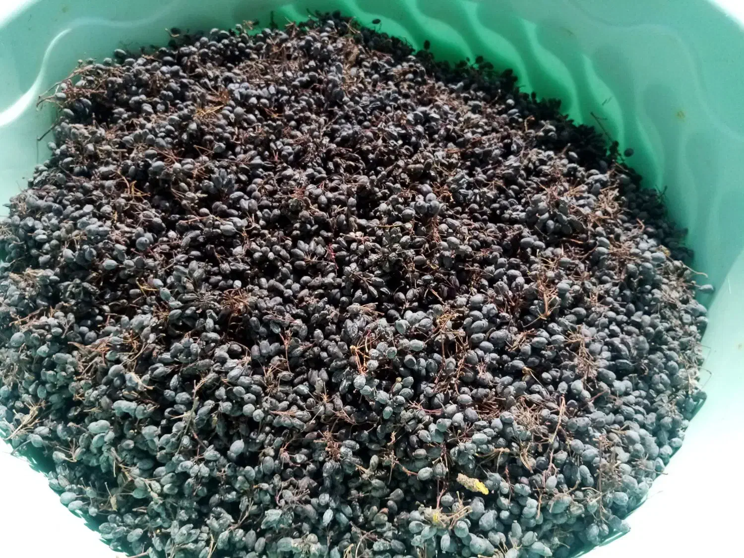 زرشک|خوردنی و آشامیدنی|جغتای, |دیوار