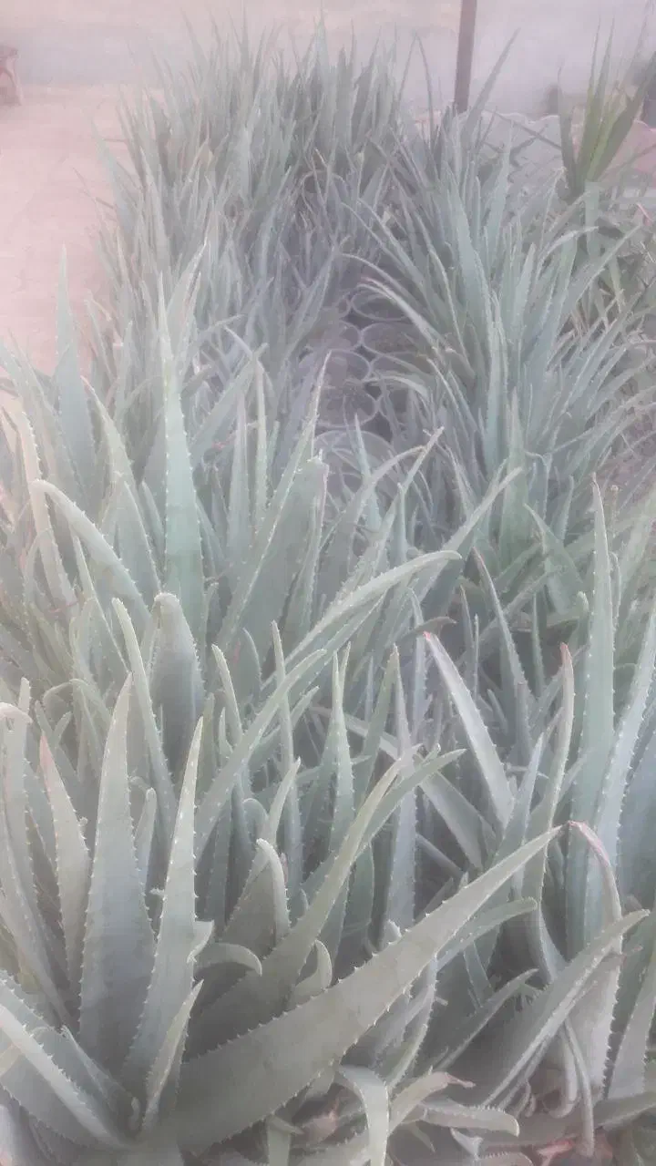 آلورا|گل و گیاه طبیعی|گرمسار, |دیوار