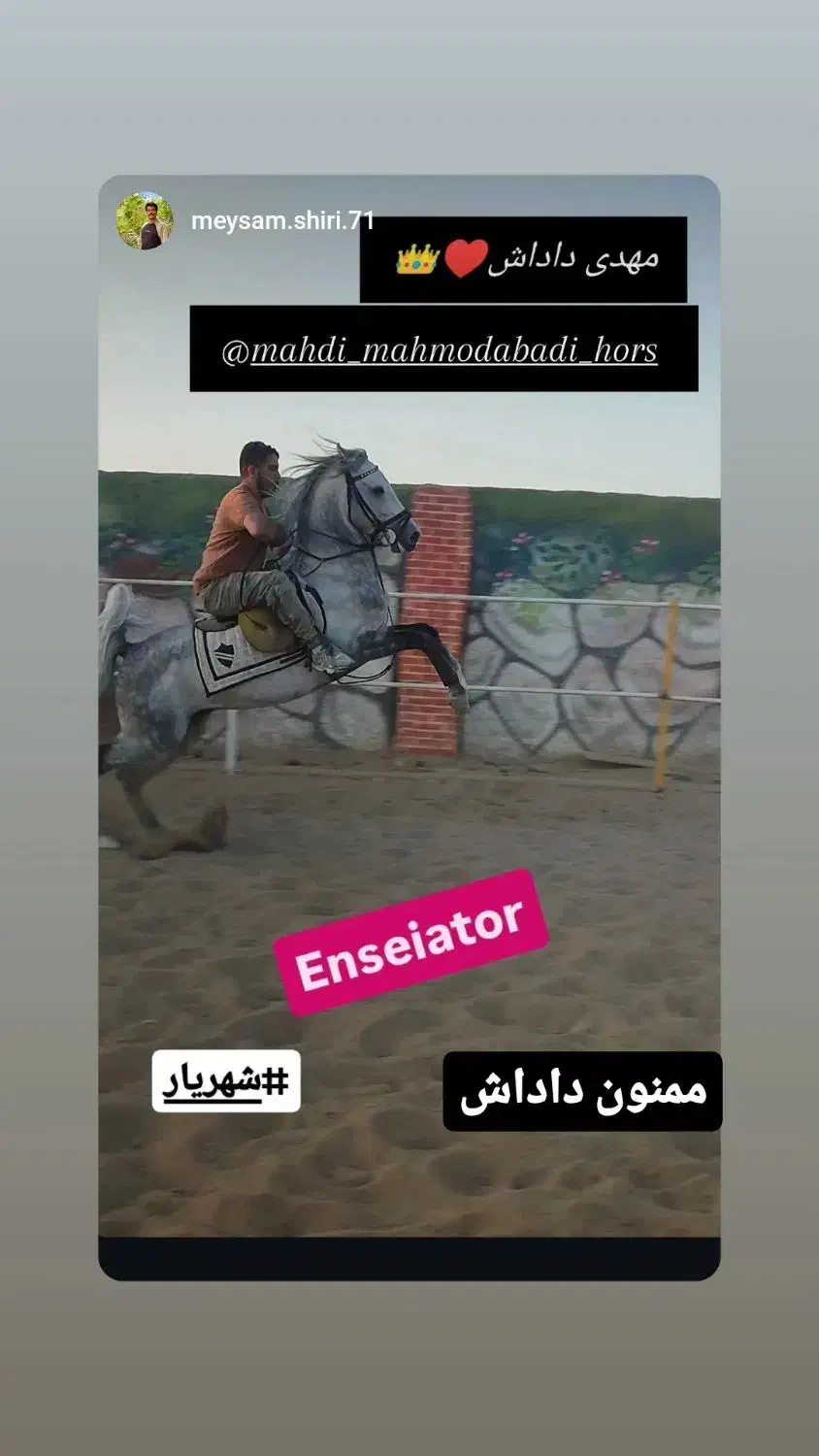 فروش چند راس اسب کرد خوب|اسب و تجهیزات اسب‌سواری|چهاردانگه (تهران), |دیوار