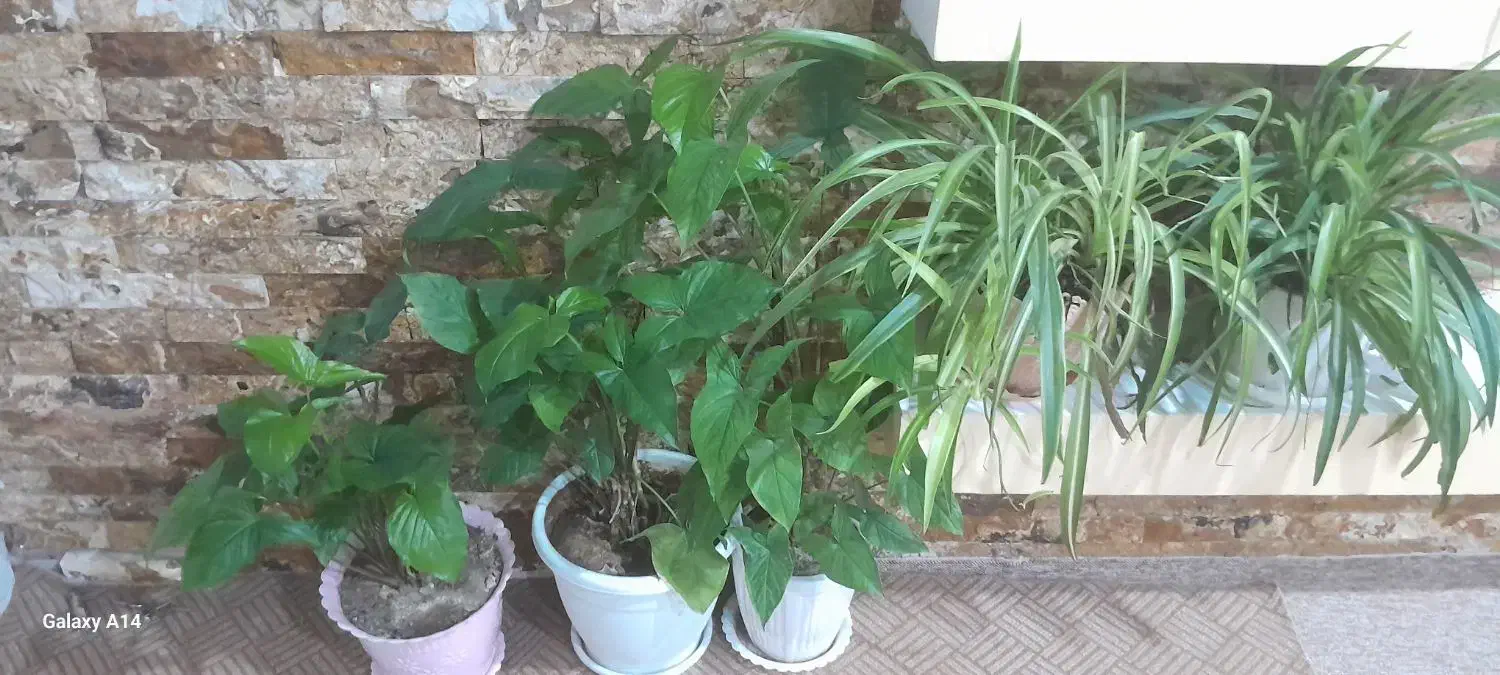 گل زیبا طبیعی|گل و گیاه طبیعی|مسجد سلیمان, |دیوار