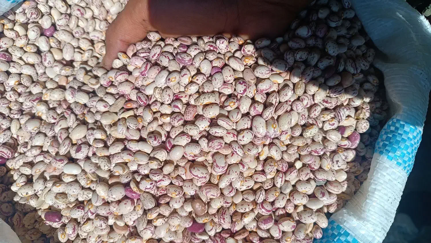 لوبیا چیتی عمده|عمده‌فروشی|خرم بید, |دیوار