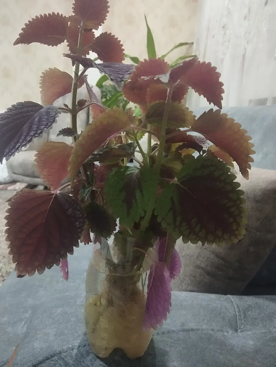 ریشه گل حسن یوسف|گل و گیاه طبیعی|کرمان, |دیوار