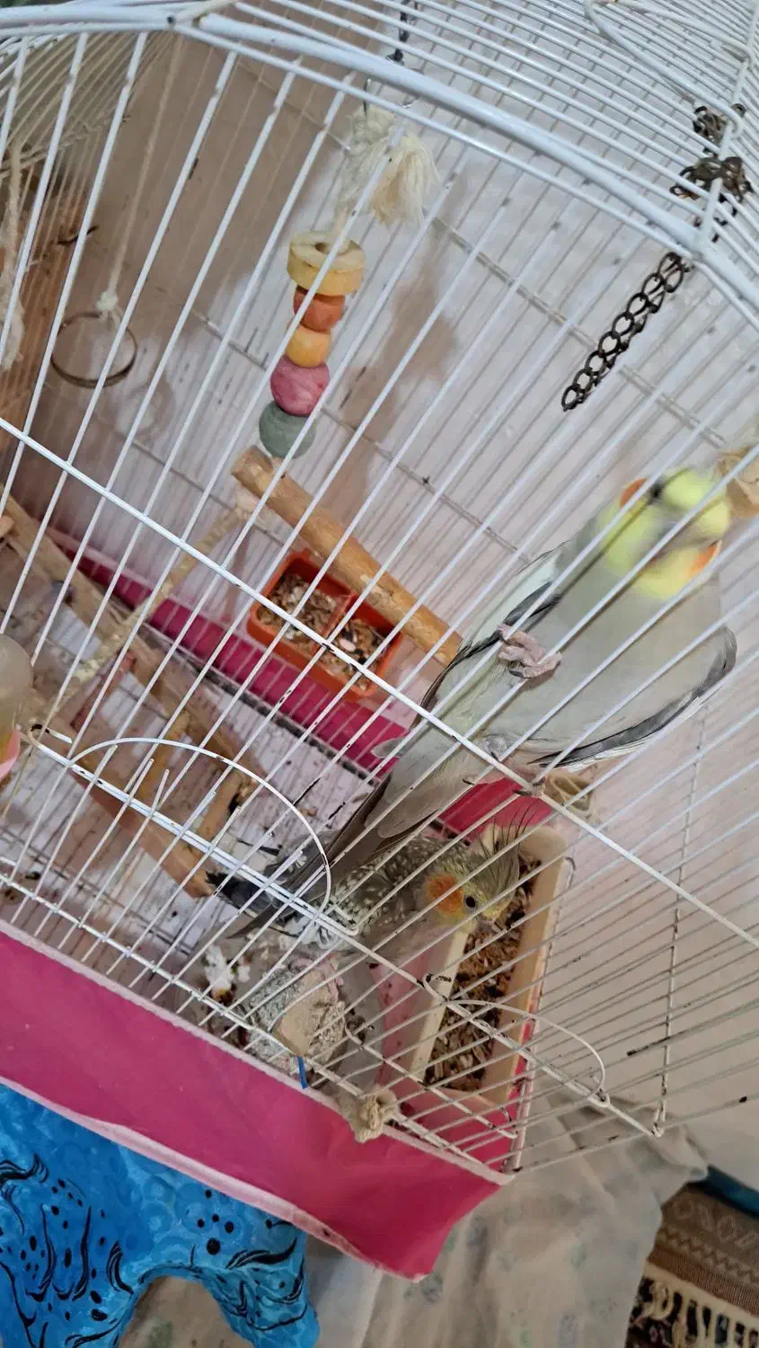 عروس هلندی نروماده|پرنده|اطاقور, |دیوار