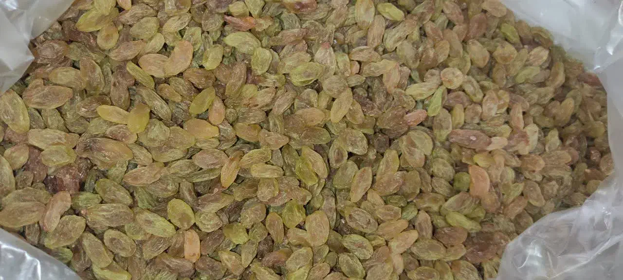 کشمش سبز قلمی ممتاز کاشمر|خوردنی و آشامیدنی|ری, دیلمان|دیوار