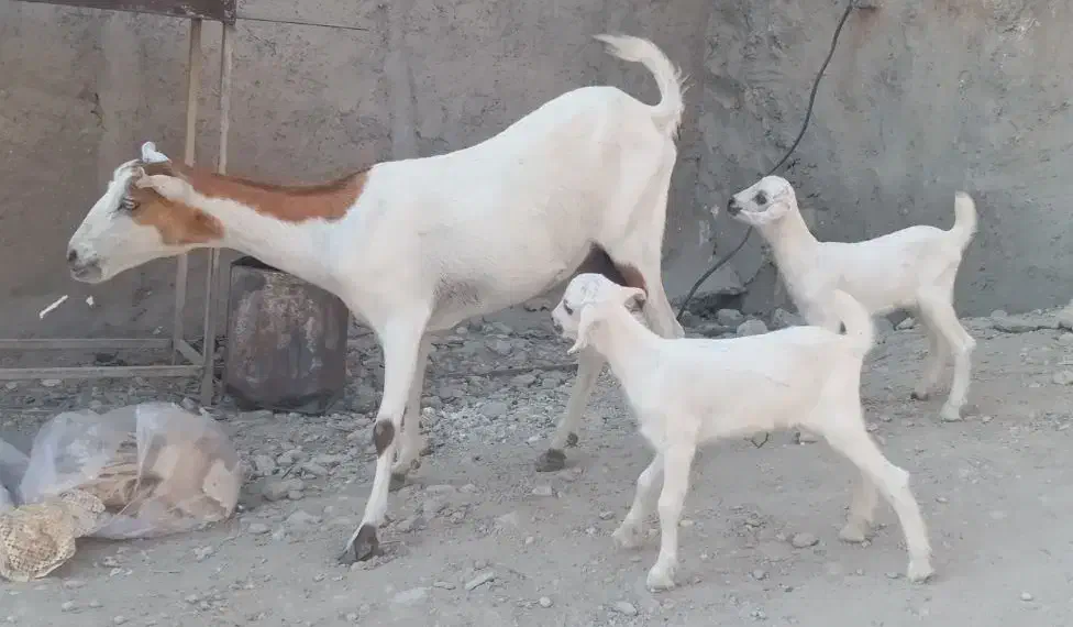 فروش بز کراچی با دو کهر ماده|حیوانات مزرعه|رویدر, |دیوار