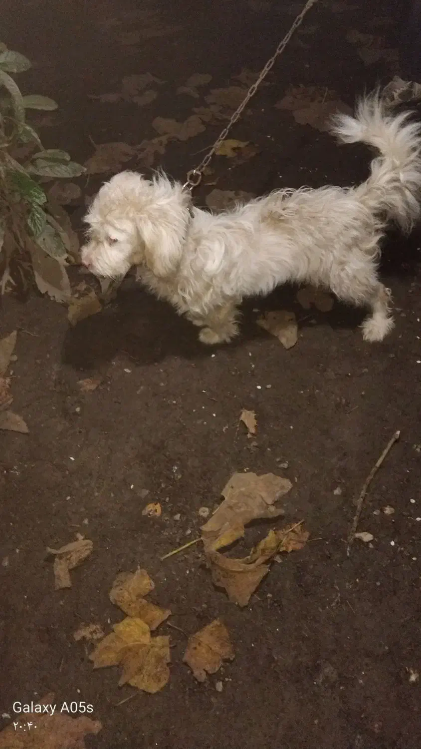 سگ پاکوتاه پشمالو|سگ|شاندرمن, |دیوار