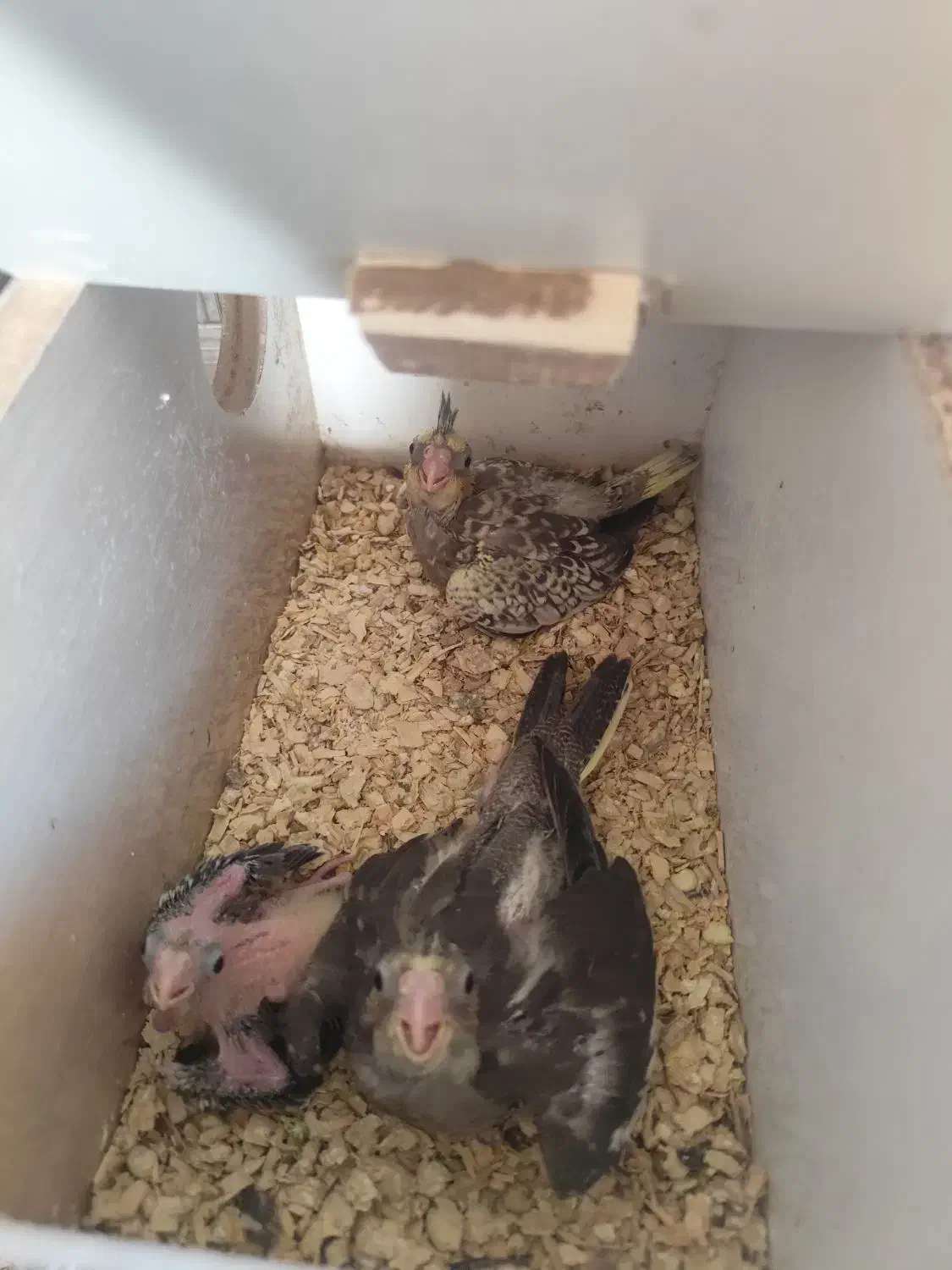 جفت عروس هلندی نر سیامون ماده لوتینو با جوجه|پرنده|سلامی, |دیوار