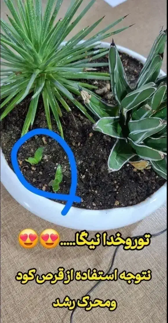 قرص کود تقویتی|گل و گیاه طبیعی|اهواز, امانیه|دیوار