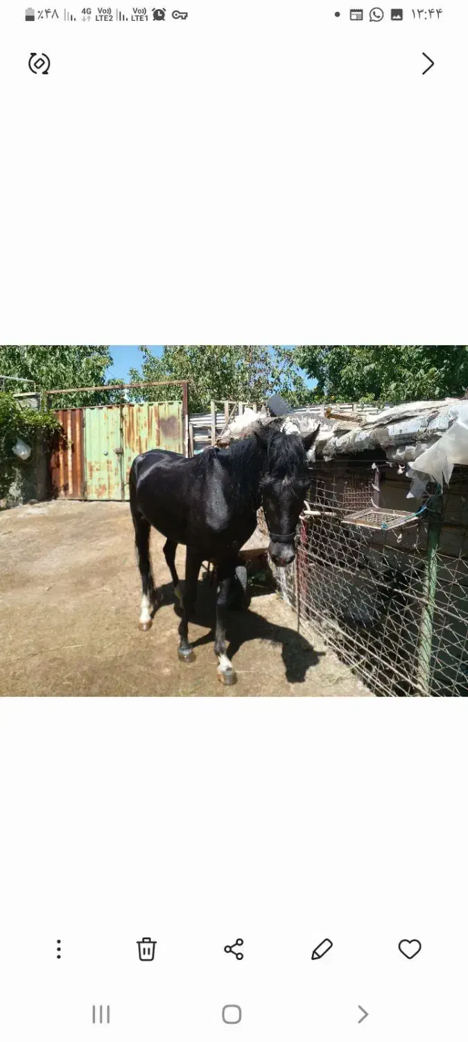 اسب یابو|اسب و تجهیزات اسبسواری|سمنان, |دیوار