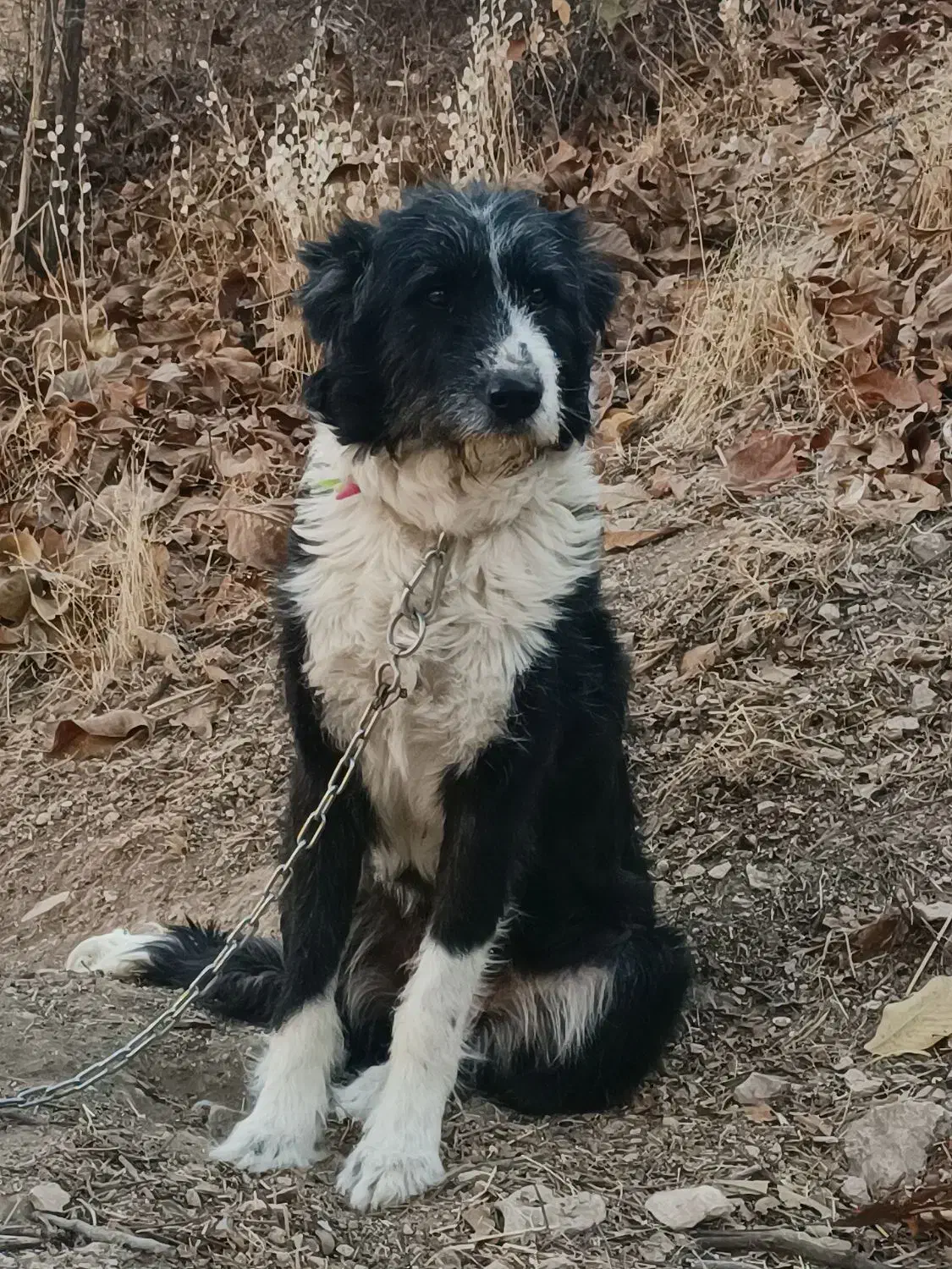 سگ ماده براقی پشمالو|سگ|شیراز, قلات|دیوار