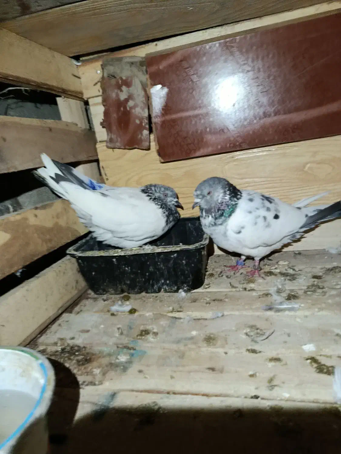 کبوتر|پرنده|قشم, |دیوار