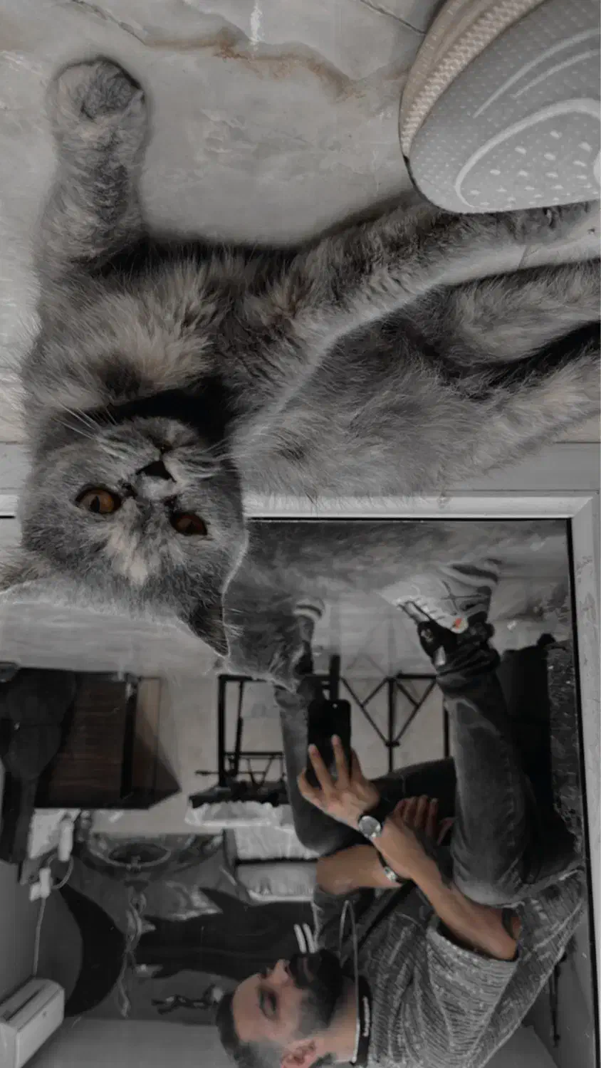 گربه اسکاتیش ماده|گربه|بابلسر, |دیوار