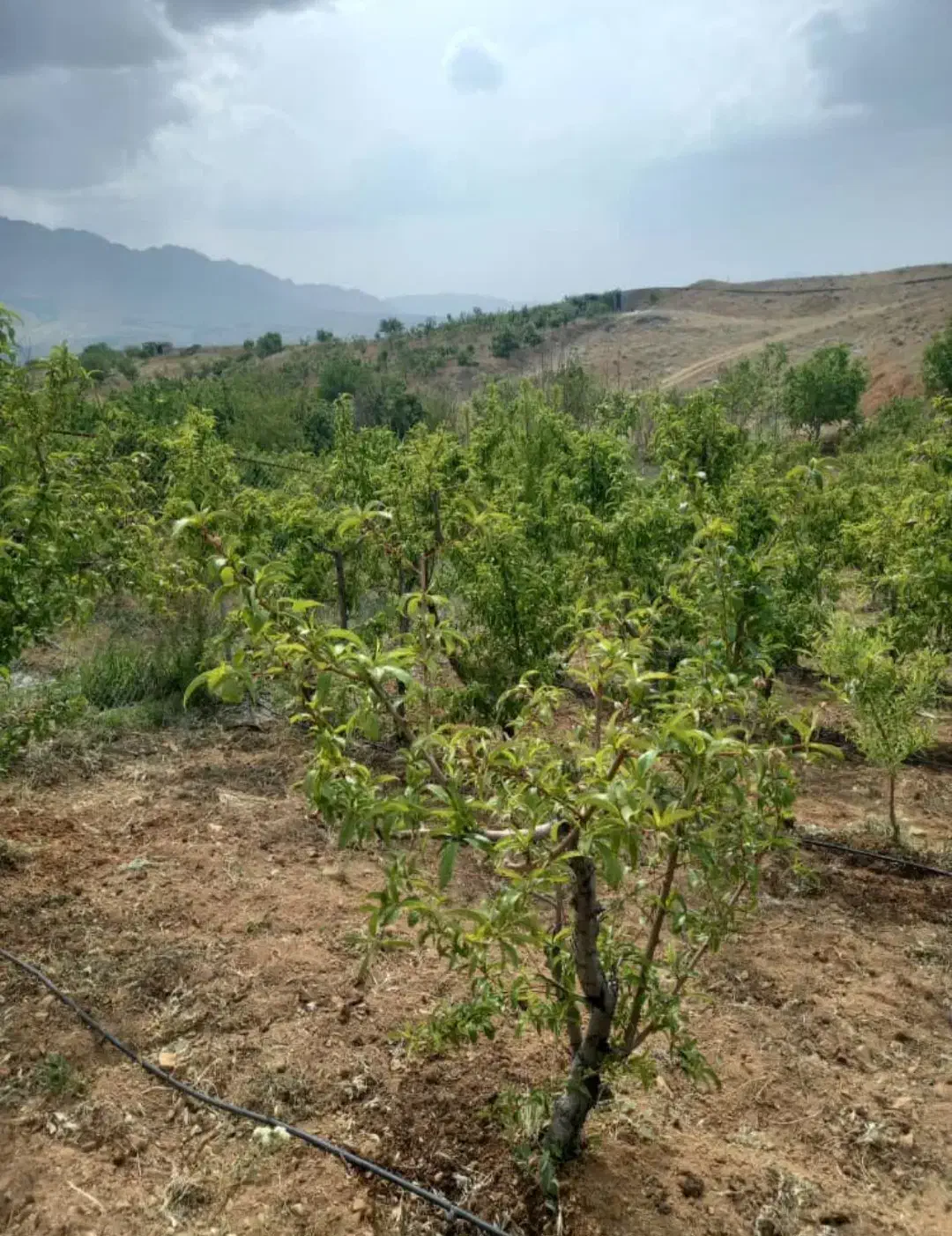 هرس و نظارت بر امور باغبانی|خدمات باغبانی و درختکاری|شهرکرد, |دیوار