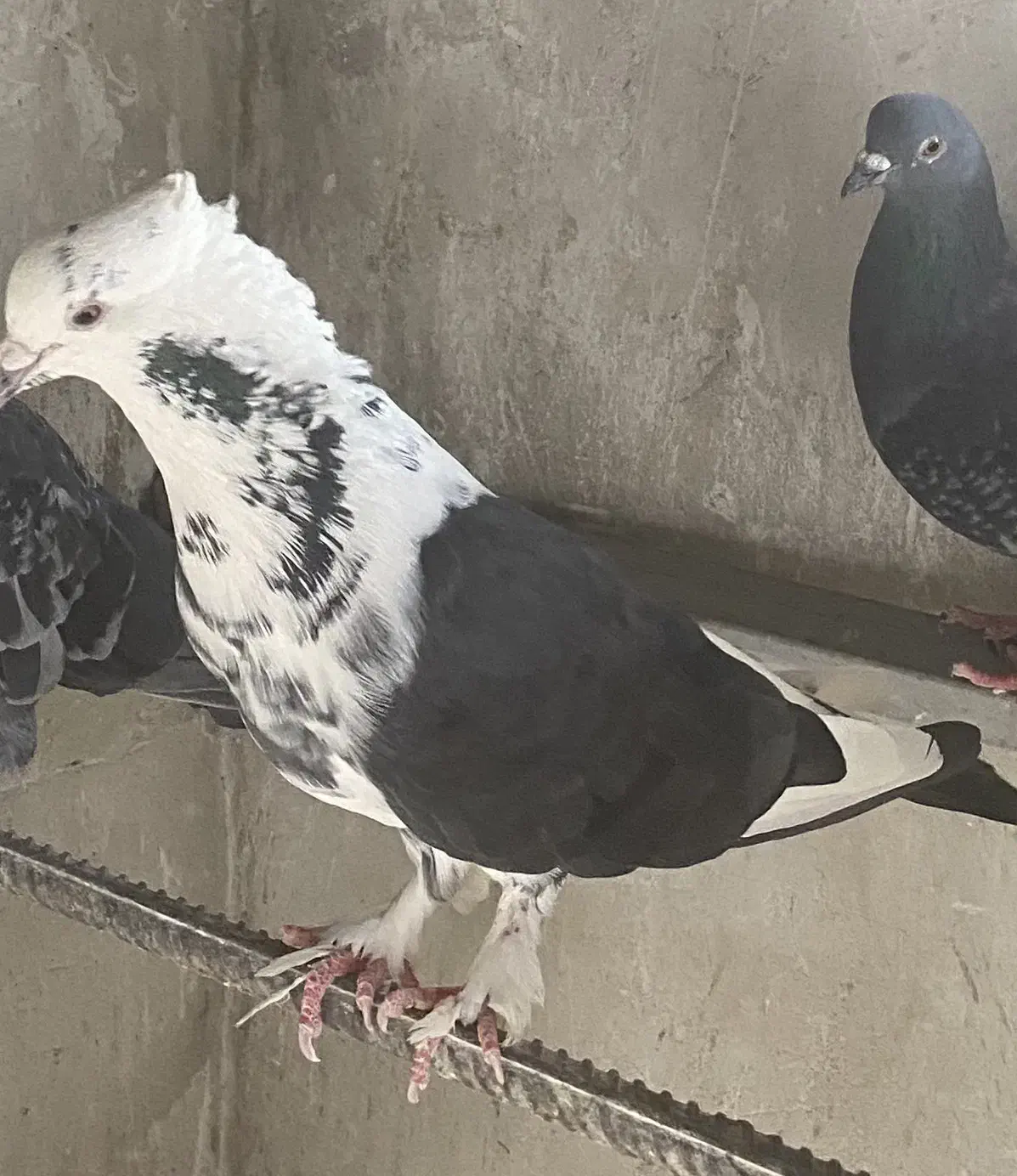 کفتر نر|پرنده|شاهرود, |دیوار