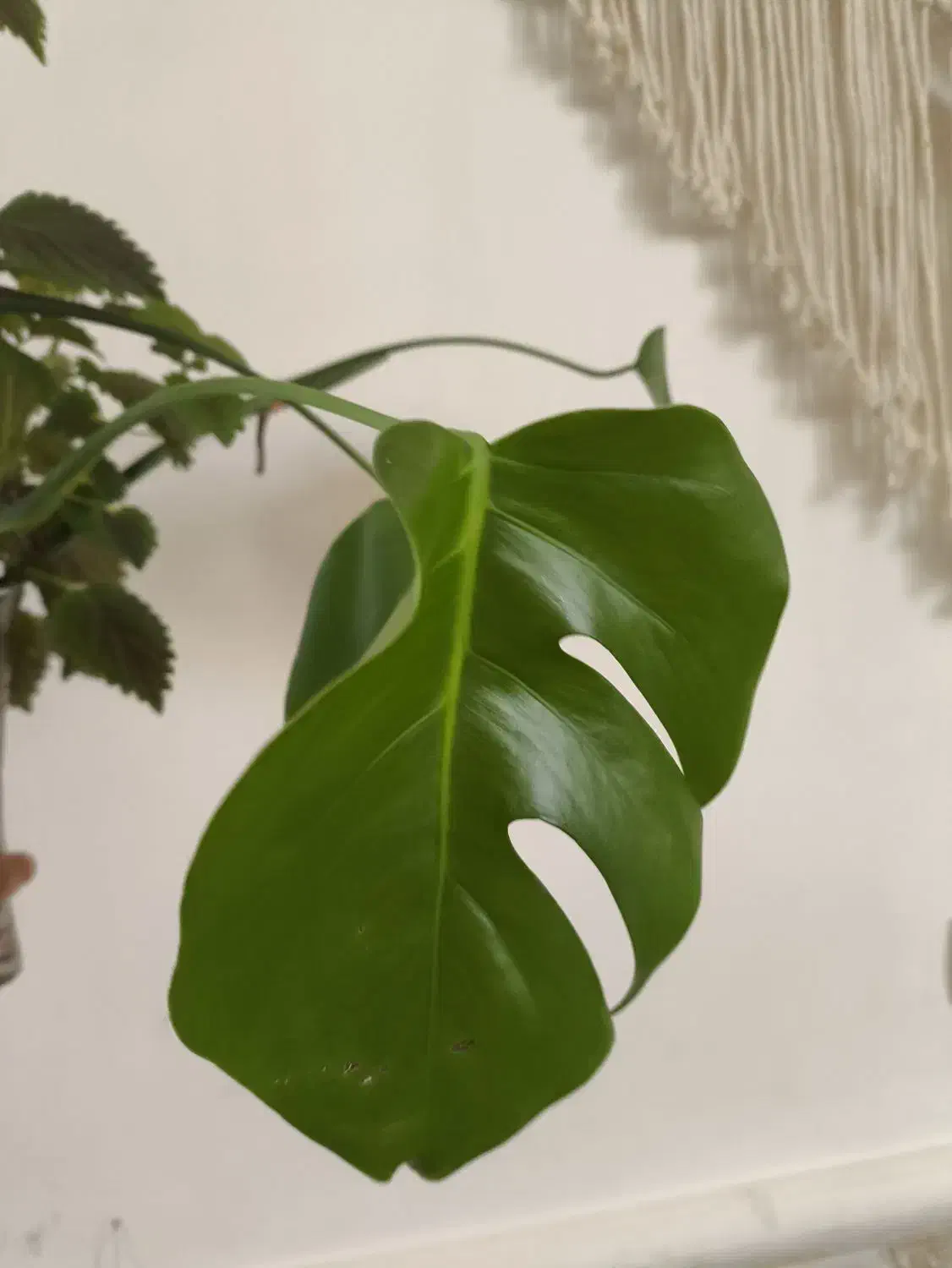 قلمه گل|گل و گیاه طبیعی|دهدشت, |دیوار