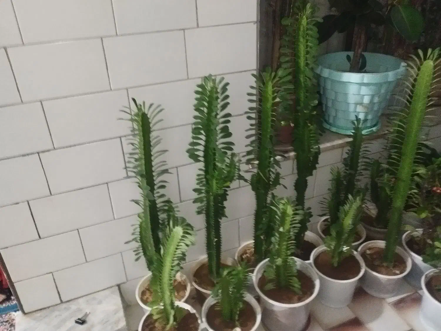 گل و گیاه|گل و گیاه طبیعی|بروجن, |دیوار