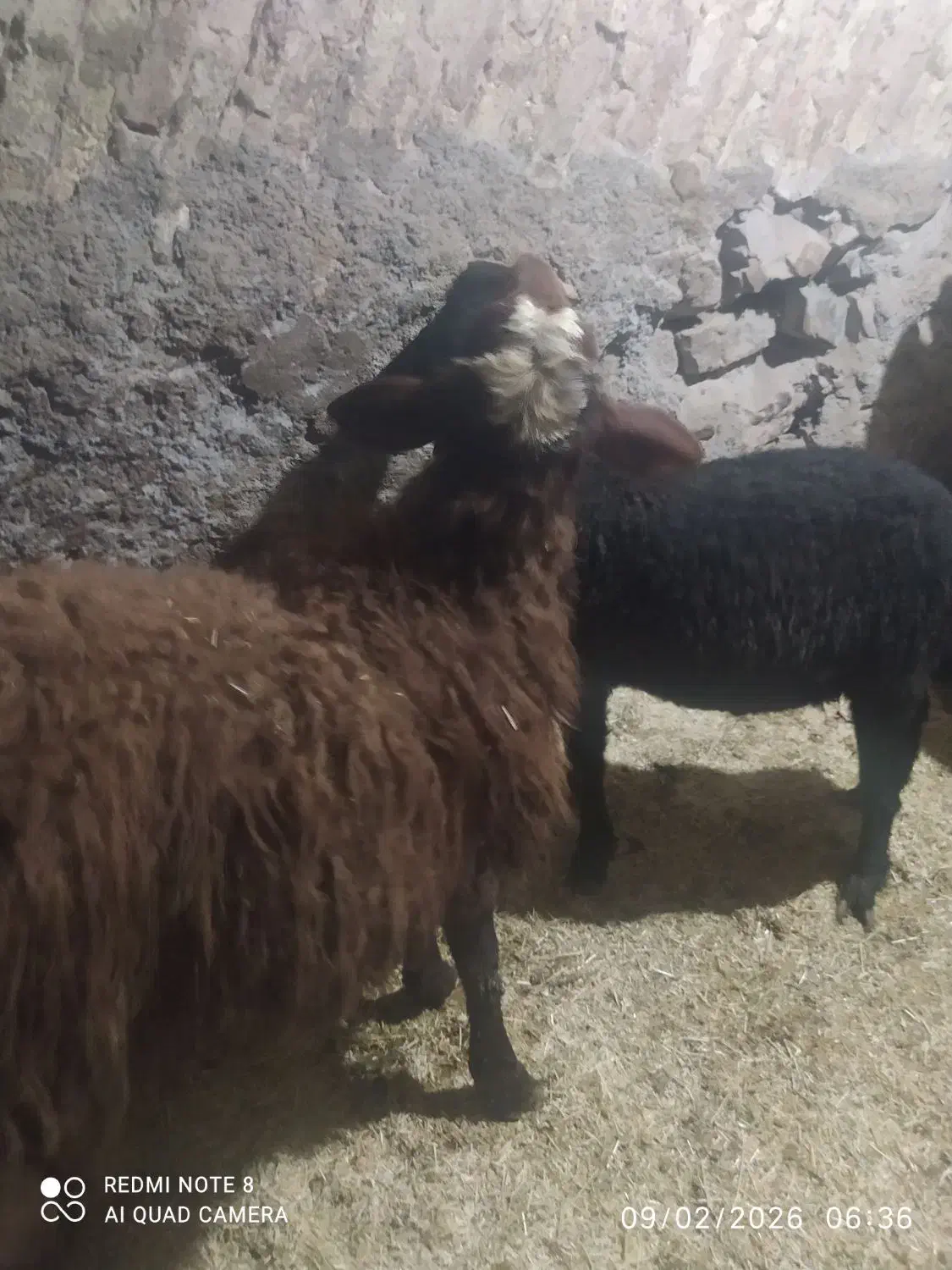گوسفند|حیوانات مزرعه|دهگلان, |دیوار