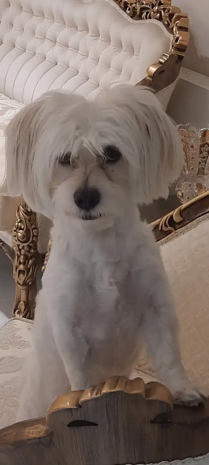 گمشده|حیوانات|تفت, |دیوار