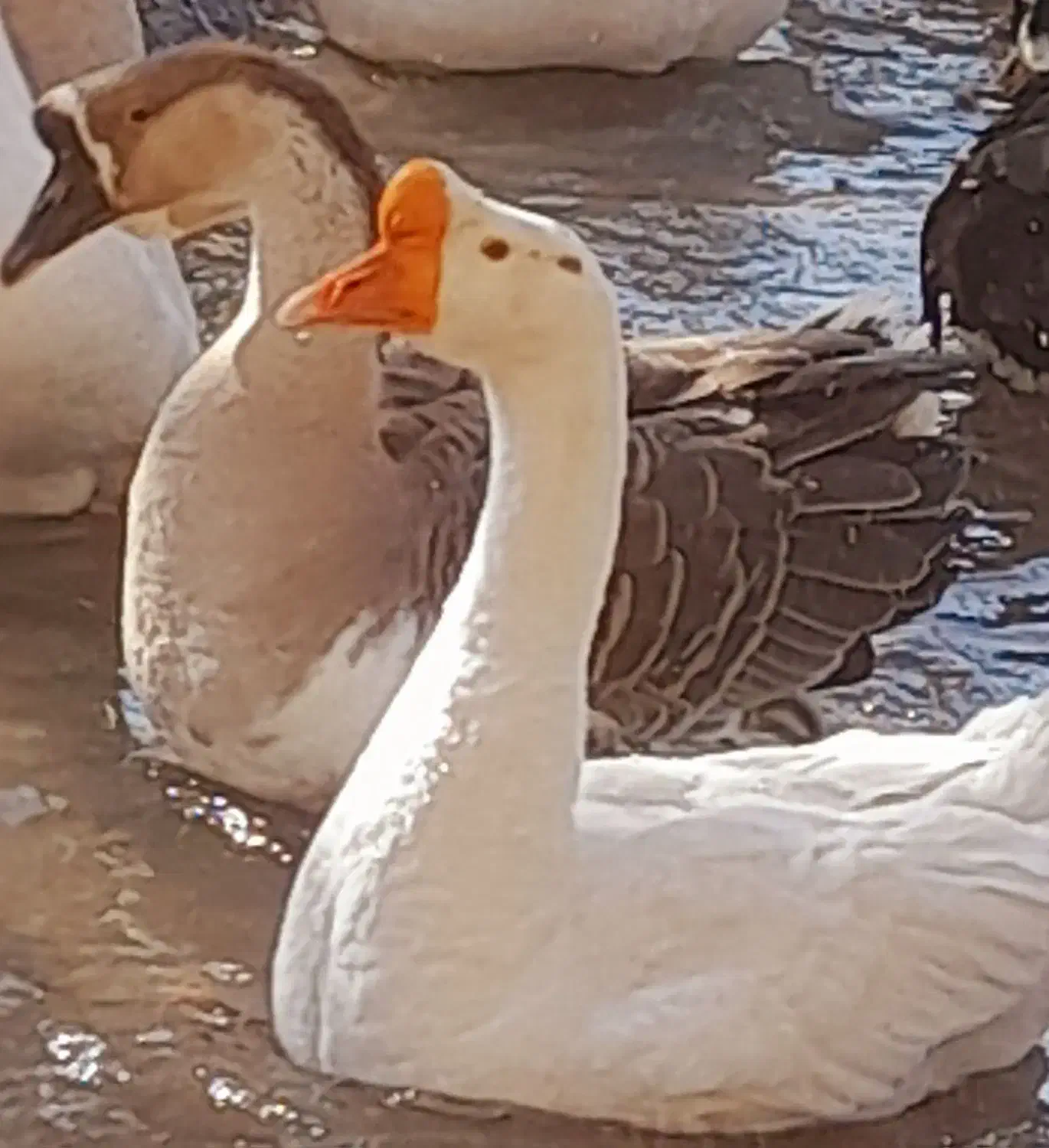 جوجه قوغاز، بوقلمون برنز ماده، اردک، خروس|حیوانات مزرعه|مشهد, شیرودی|دیوار