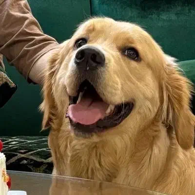 سگ گلدن نر جهت جفت گیری|سگ|مشکیندشت, |دیوار