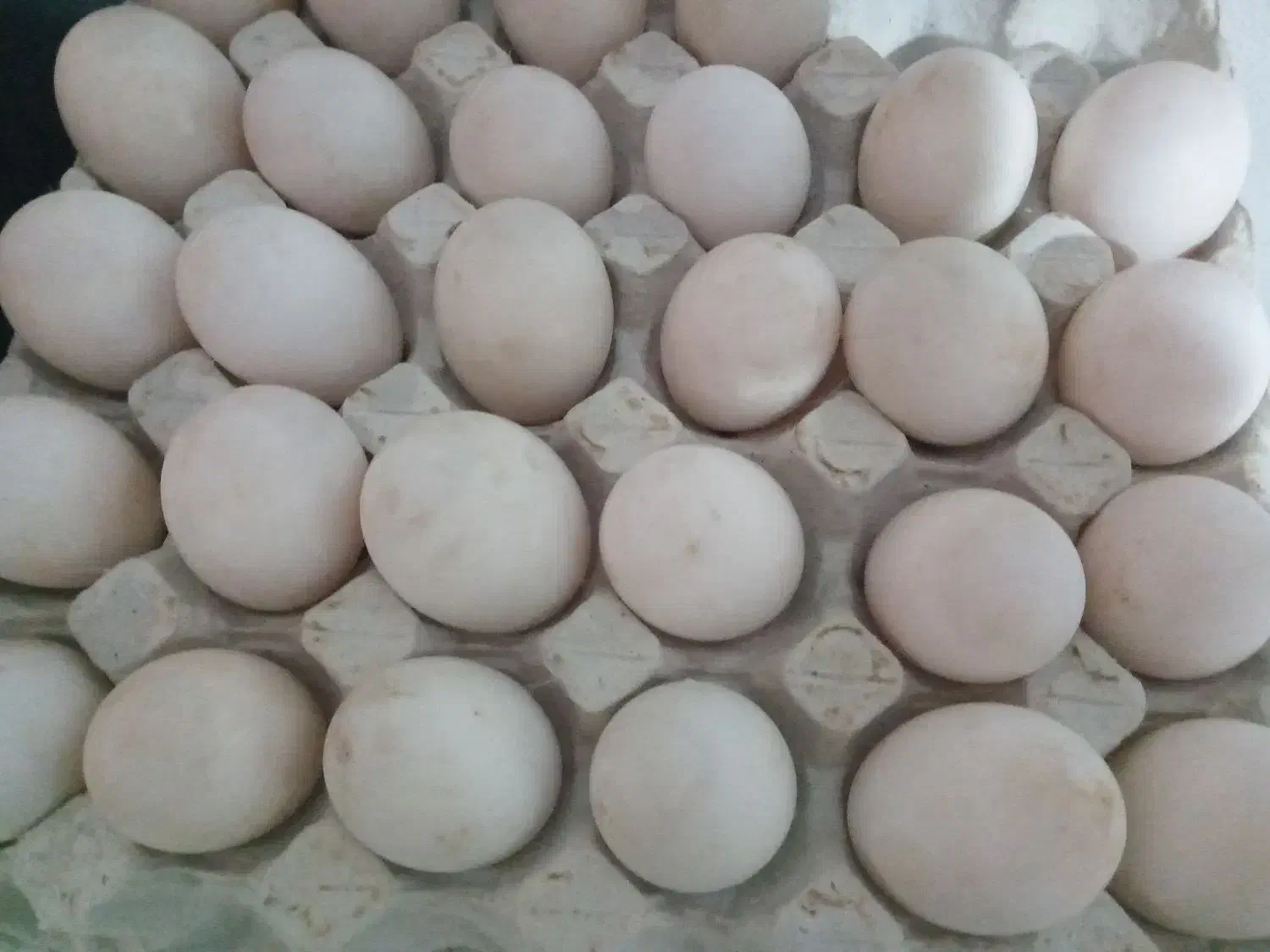 تخم اردک محلی و تخم دوزرده اردک|حیوانات مزرعه|رودبنه, |دیوار