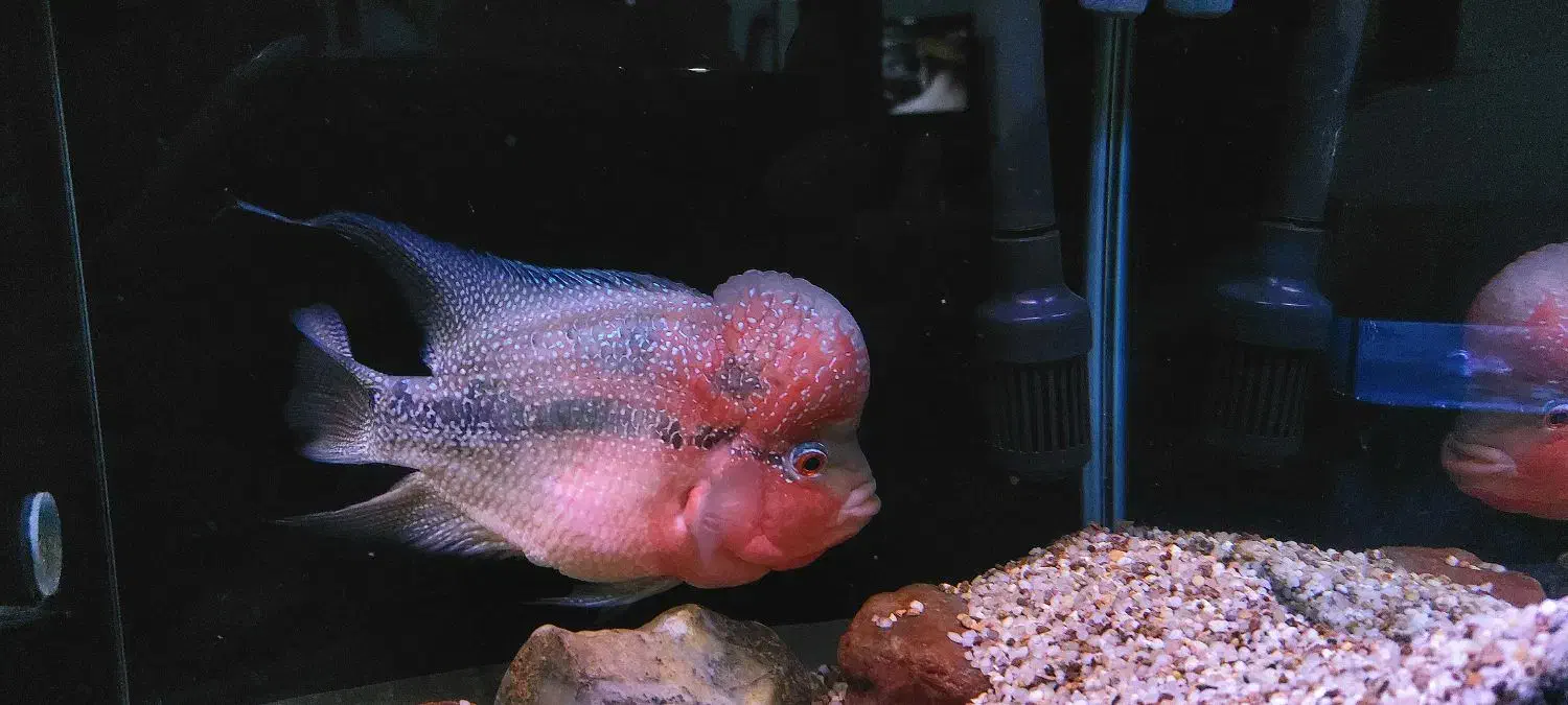 فلاور بالغ مولد|ماهی|ارومیه, |دیوار