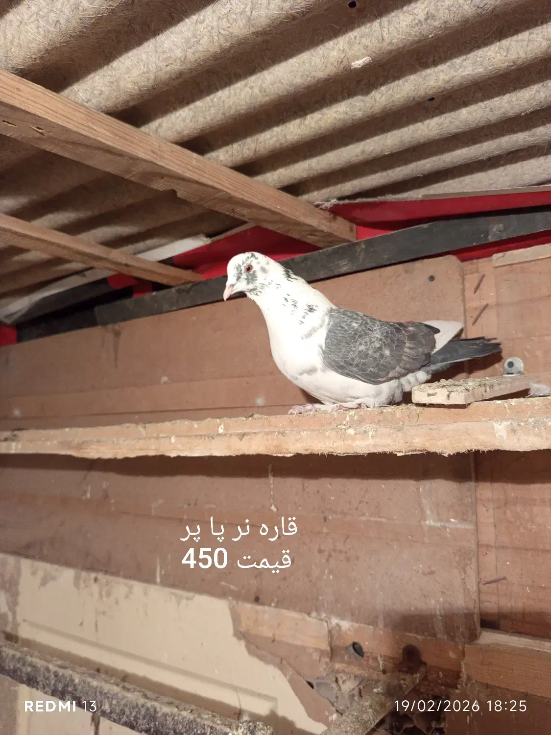 کفتر|پرنده|مشکیندشت, |دیوار