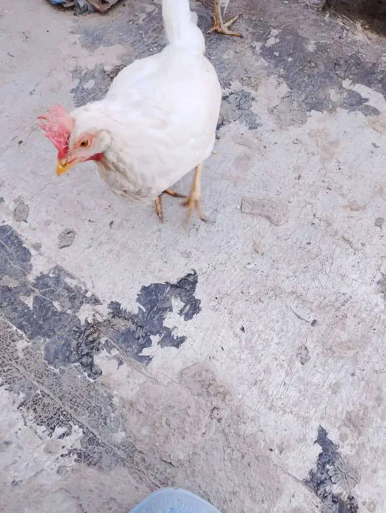 مرغ تخم گذار|حیوانات مزرعه|نسیمشهر, |دیوار