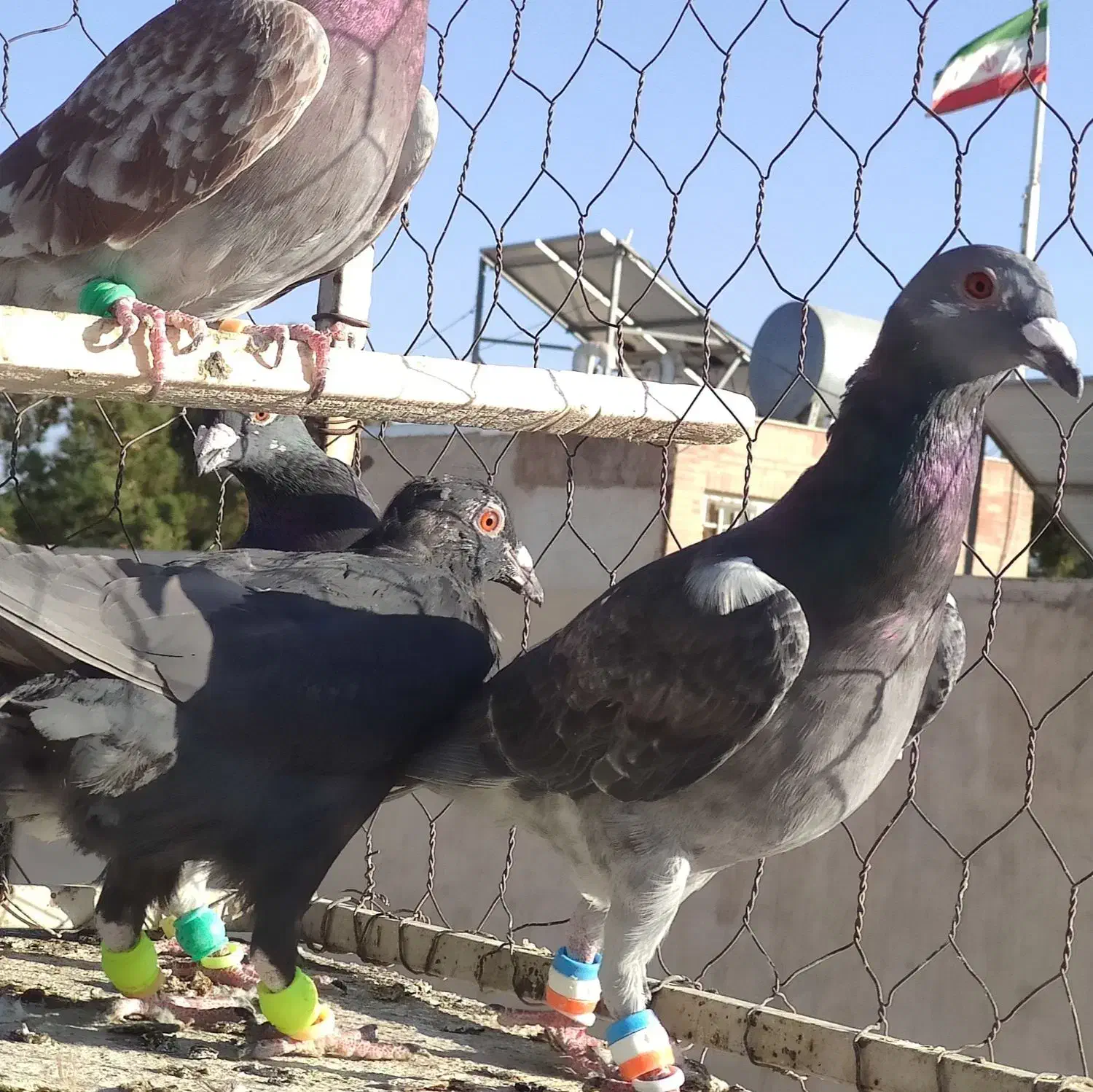 کفتر صید شب|پرنده|تربتحیدریه, طالقانی|دیوار