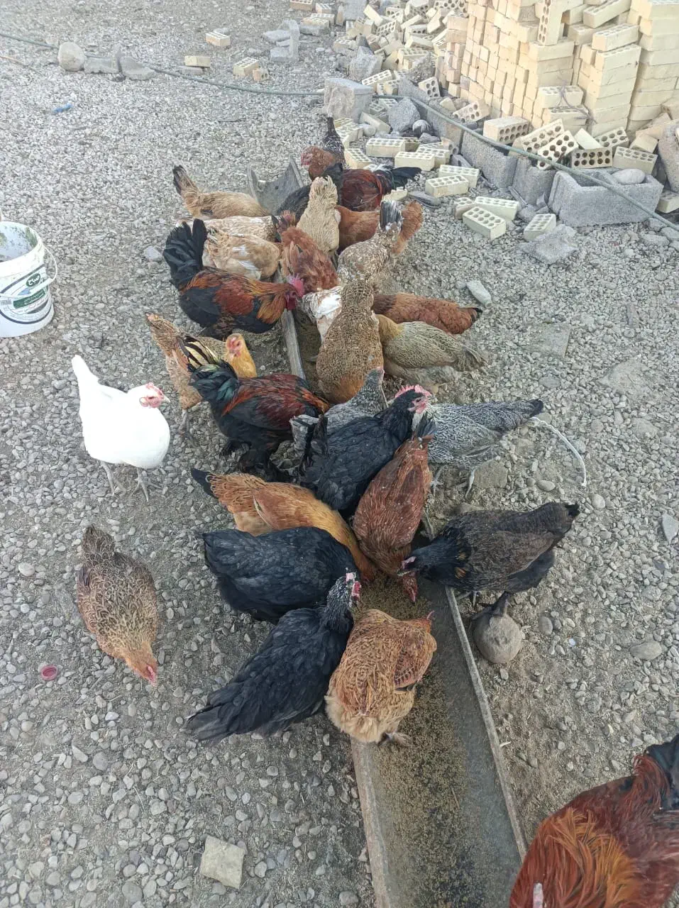 بیست تا مرغ تخم گذار و دو خروس|حیوانات مزرعه|بهبهان, |دیوار