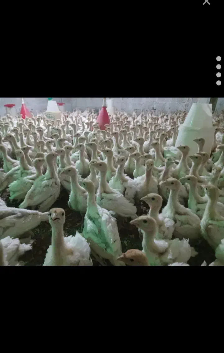 جوجه بوقلمون گوشتی|حیوانات مزرعه|چابهار, |دیوار