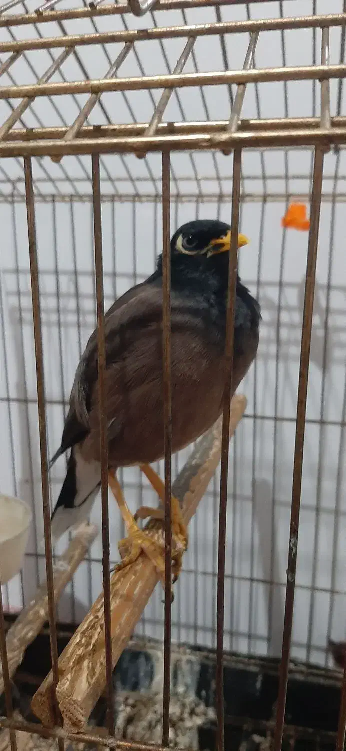 مرغ مینا سخنگوباهوش و زبل|پرنده|اسلام‌شهر, شهرک محمدیه|دیوار