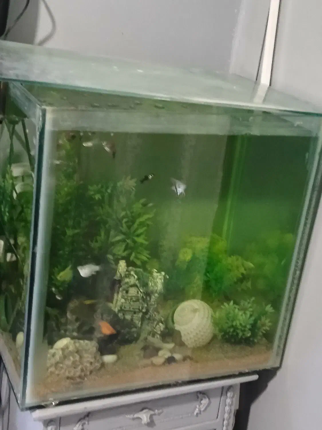 اکواریوم|ماهی|تهران, دهم فروردین|دیوار