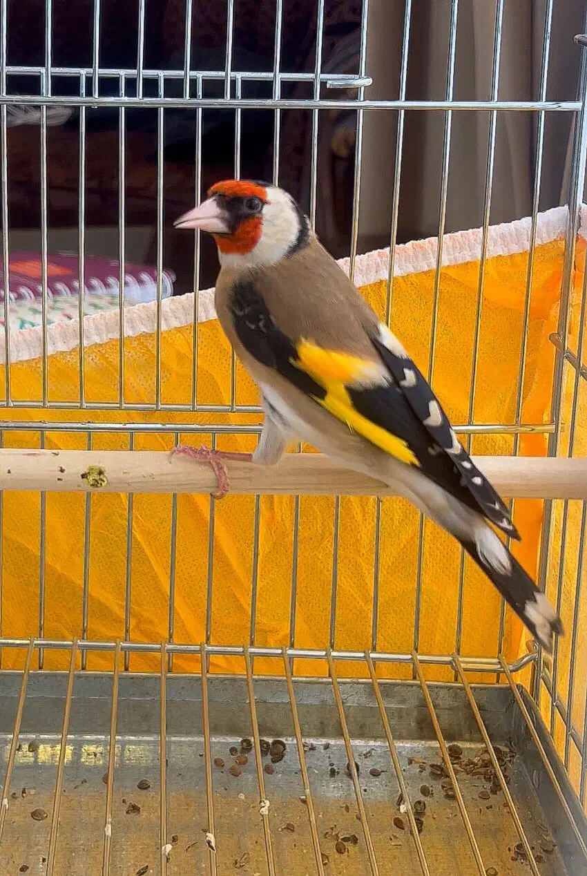 سهره نر سمیرمی داغسر کشیده و قلمی|پرنده|اصفهان, برازنده|دیوار